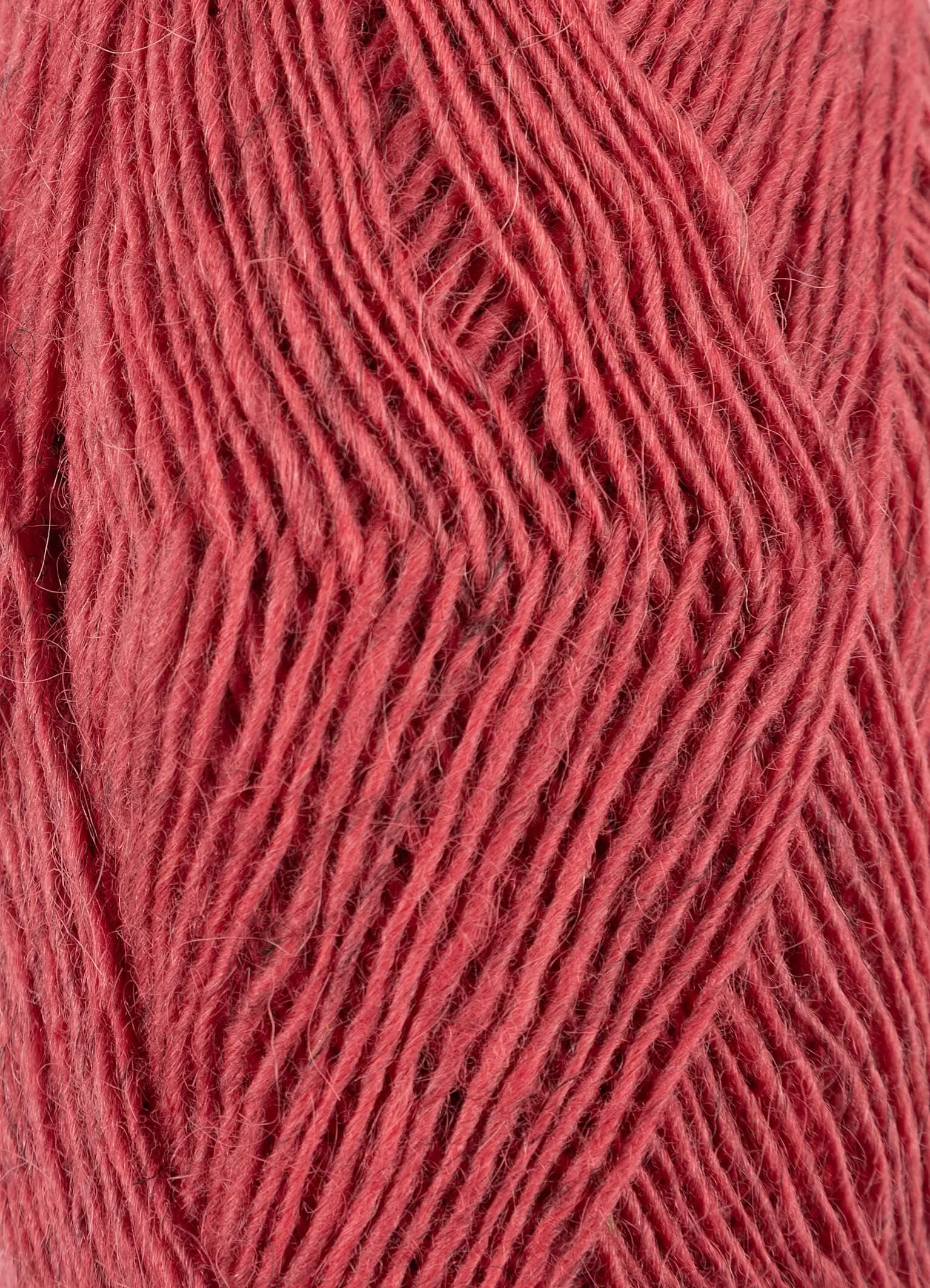 Fjallalopi #3072 - Rubarb